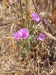 Clarkia gracilis sonomensis