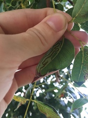 Phyllocnistis meliacella