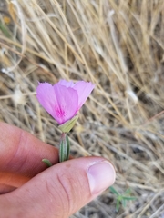 Clarkia gracilis sonomensis
