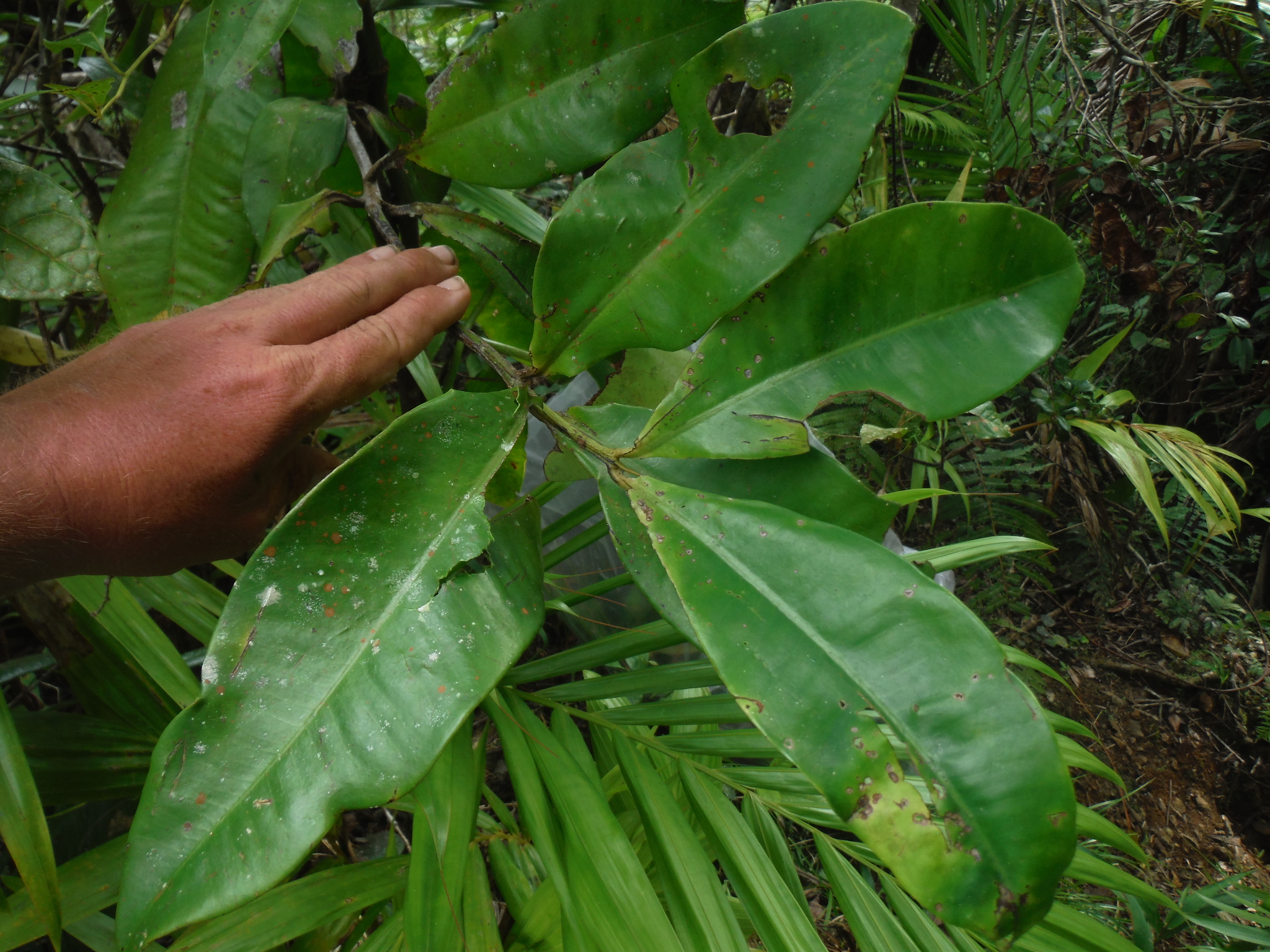 Garcinia lateriflora