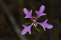 Clarkia pulchella