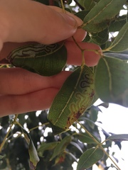 Phyllocnistis meliacella