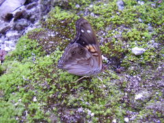 Asterocampa idyja argus