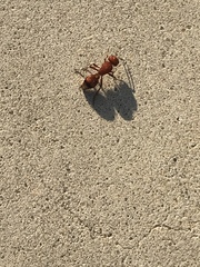 Dasymutilla scaevola