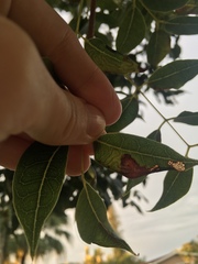 Phyllocnistis meliacella