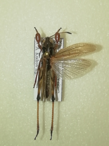 Club-legged Grasshopper photo 5