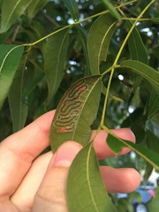 Phyllocnistis meliacella