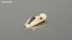 Phalera flavescens