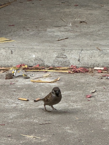 Eurasian Tree Sparrow