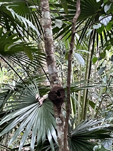 Foto de Palmeira-leque-australiana