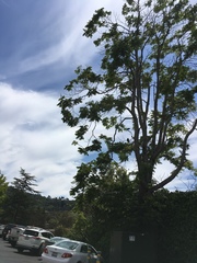 Corvus brachyrhynchos