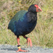 South Island Takahē - Photo (c) Chris Harrison, some rights reserved (CC BY-NC), uploaded by Chris Harrison