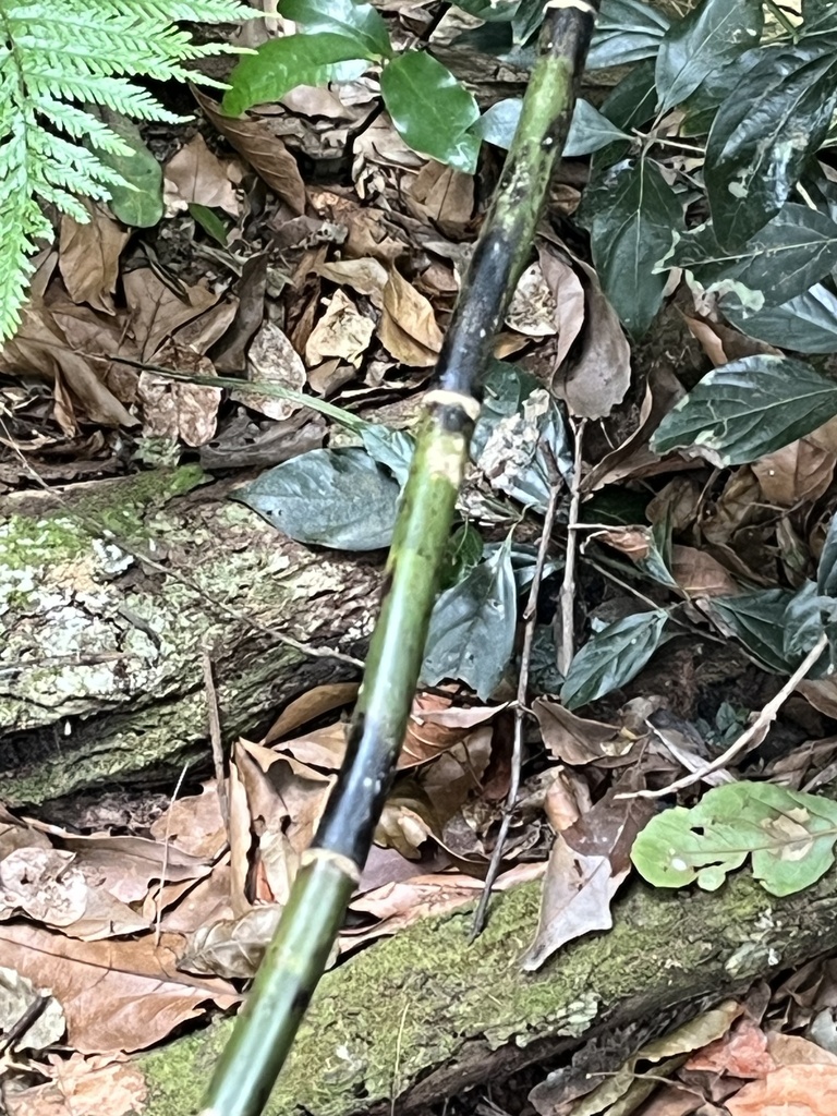 Foto de Samambaia-do-brejo
