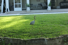 Ardea herodias