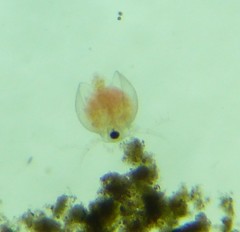 Daphnia