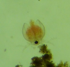 Daphnia