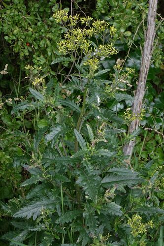 Image of Senecio biserratus by (c) John Barkla, some rights reserved (CC BY)