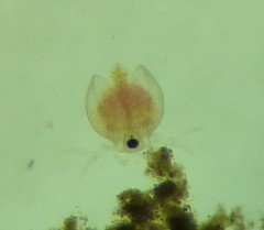 Daphnia