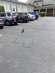 Corvus brachyrhynchos