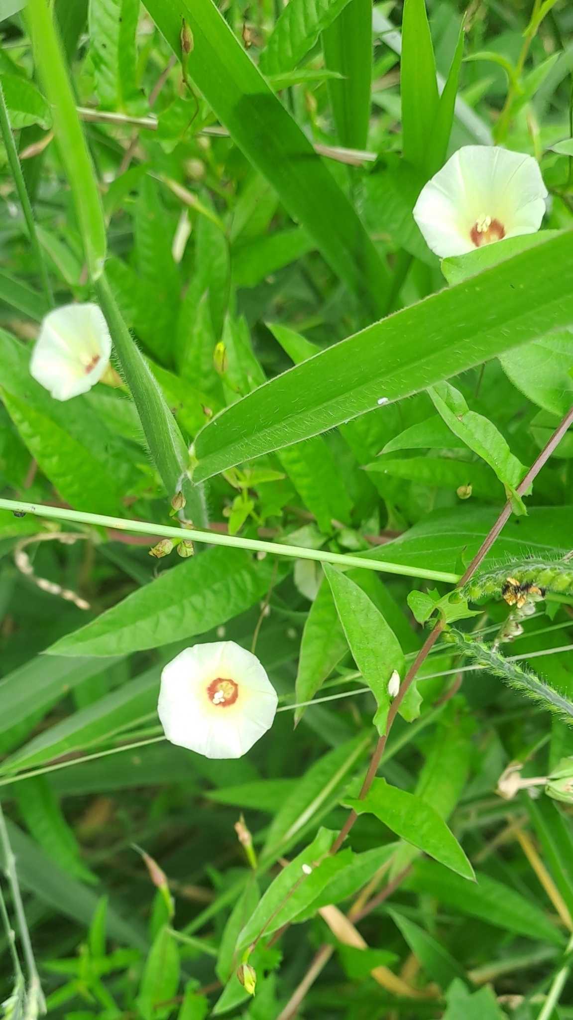 Xenostegia tridentata — ảnh 2