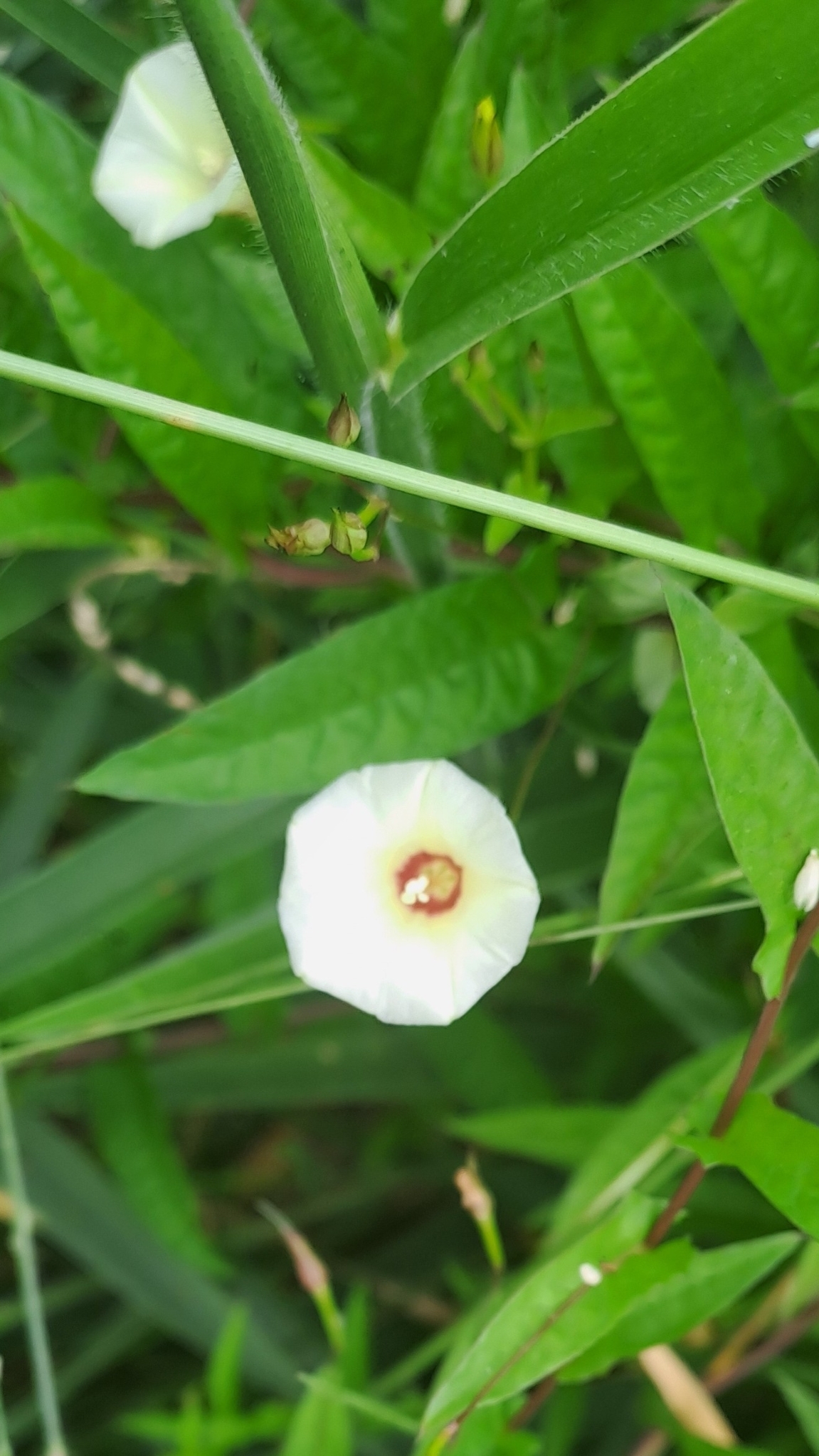 Xenostegia tridentata — ảnh 3