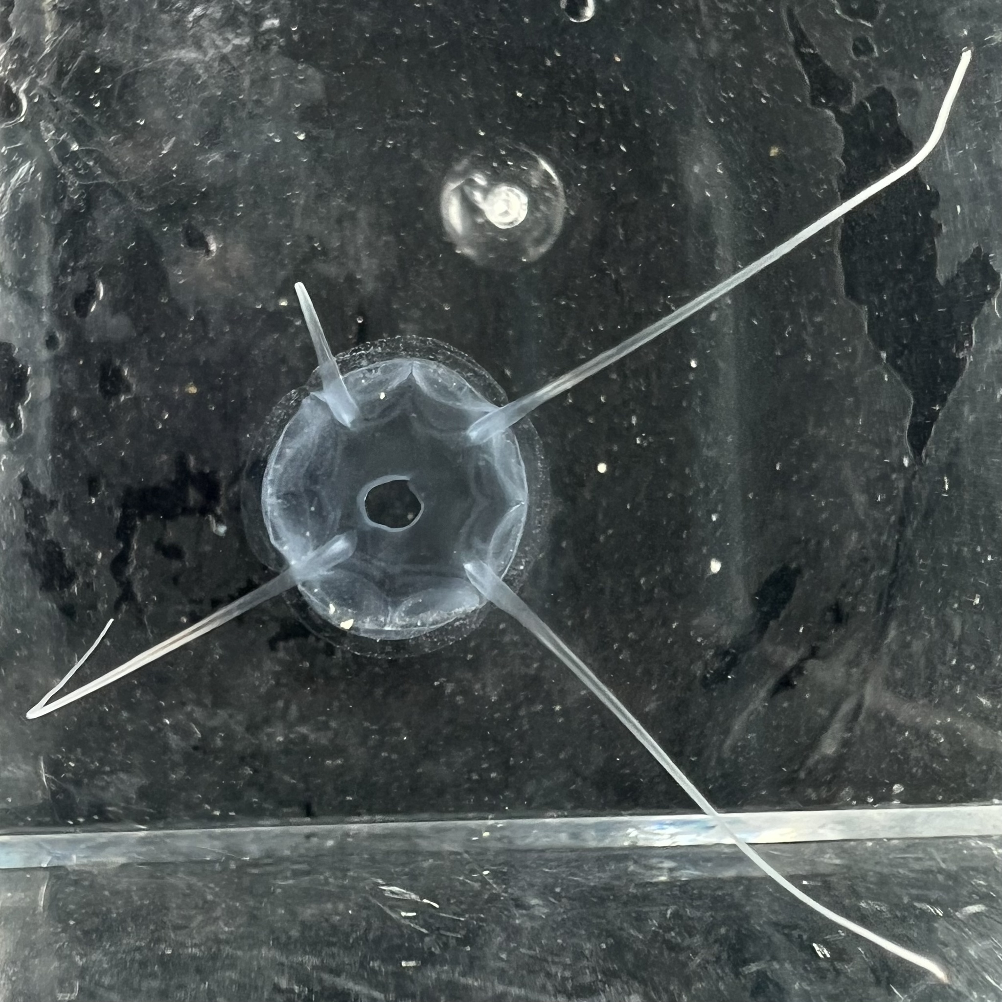 Solmundaegina nematophora Lindsay, 2017
