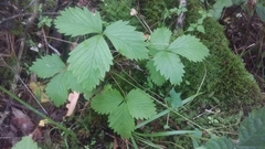 Fragaria vesca americana