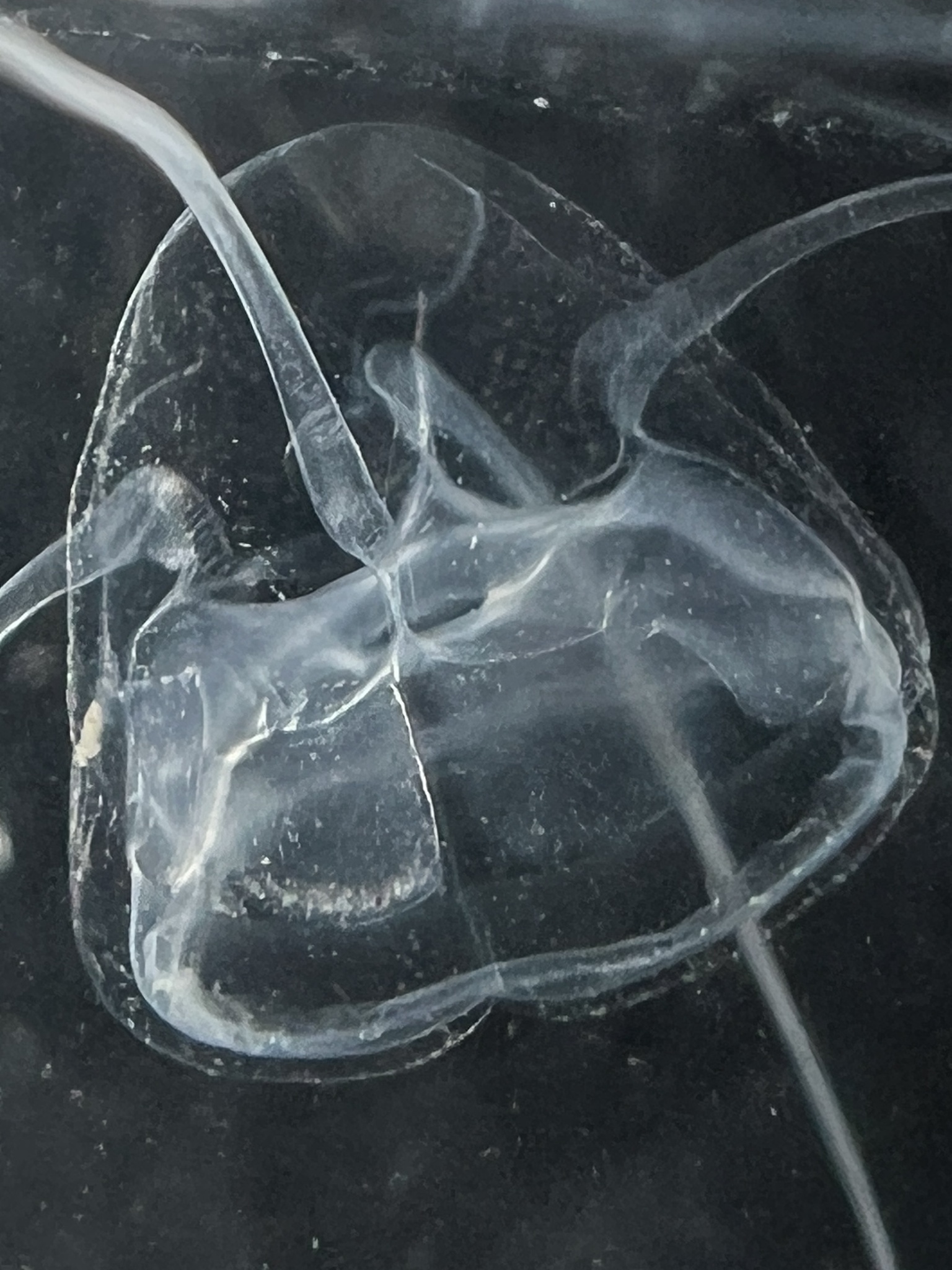 Solmundaegina nematophora Lindsay, 2017