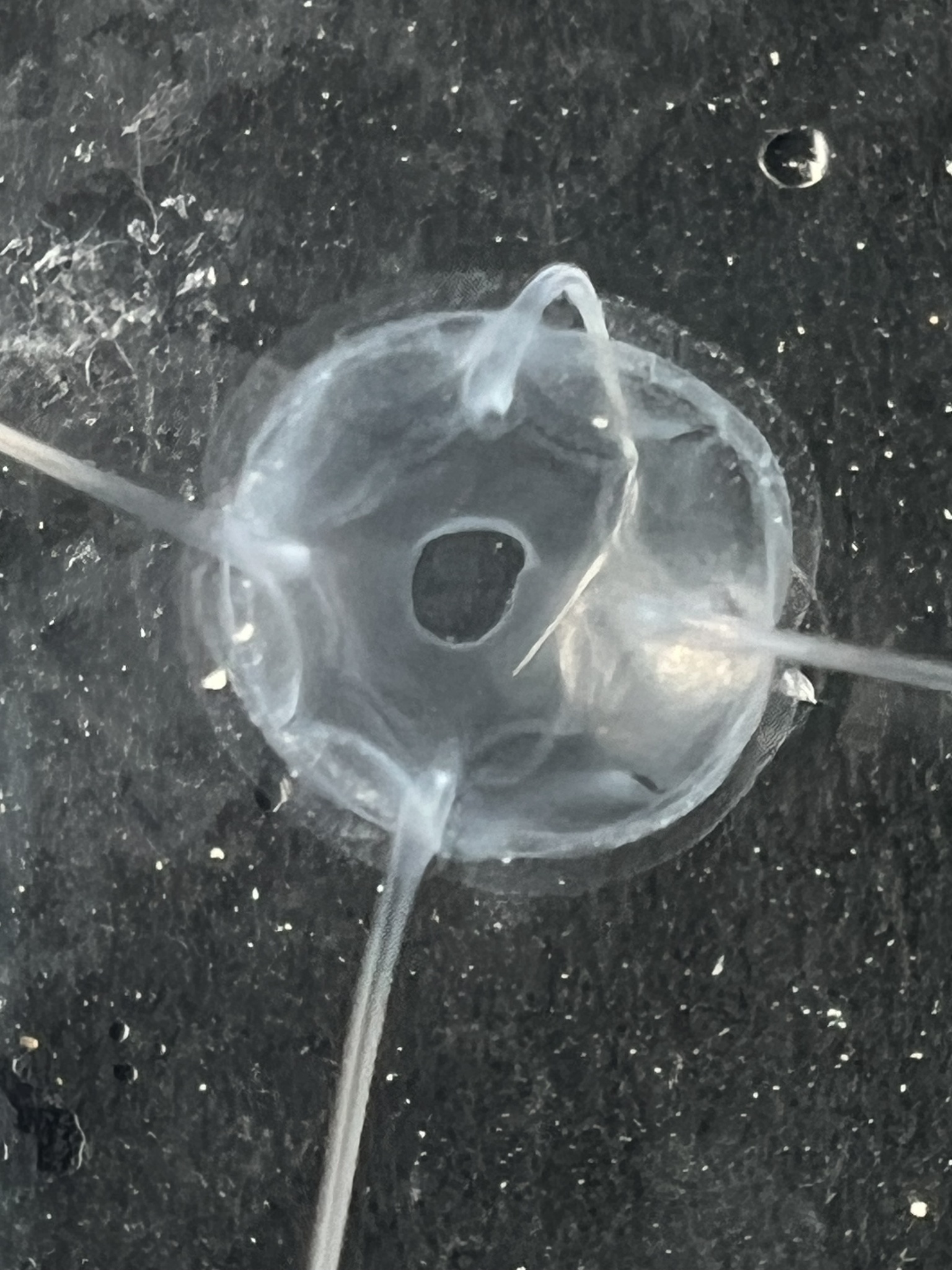 Solmundaegina nematophora Lindsay, 2017