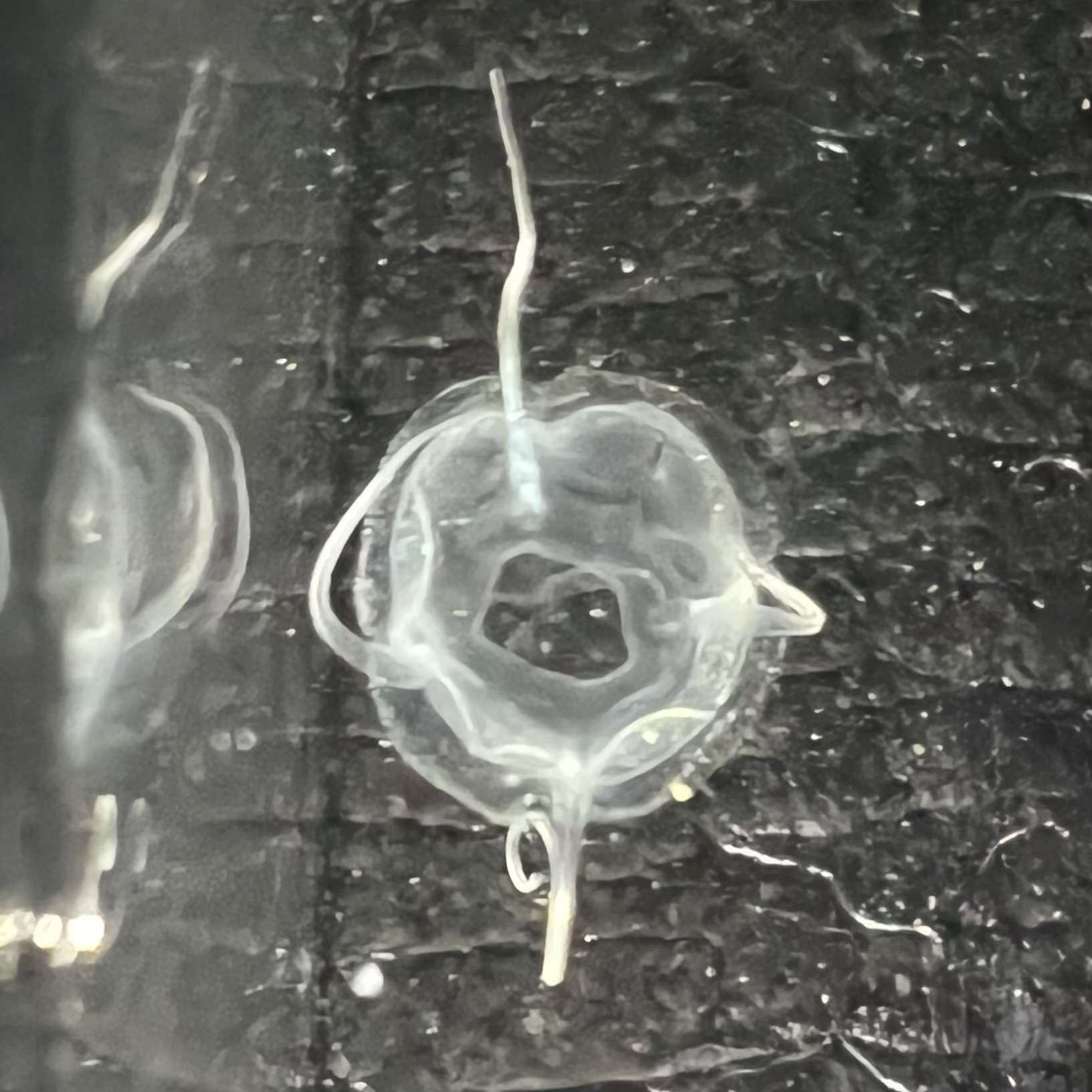 Solmundaegina nematophora Lindsay, 2017