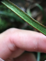 Haplopteris anguste-elongata