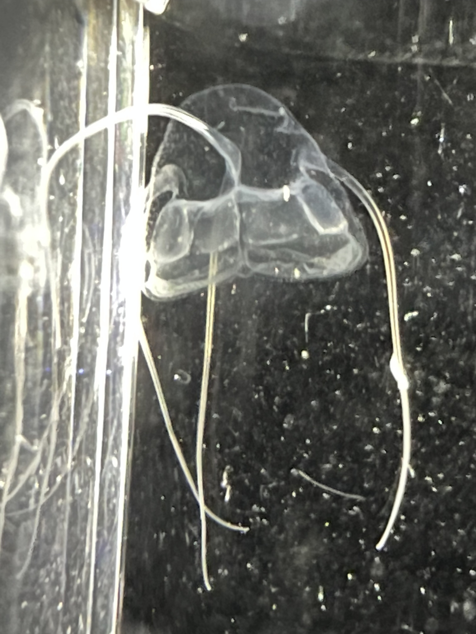 Solmundaegina nematophora Lindsay, 2017
