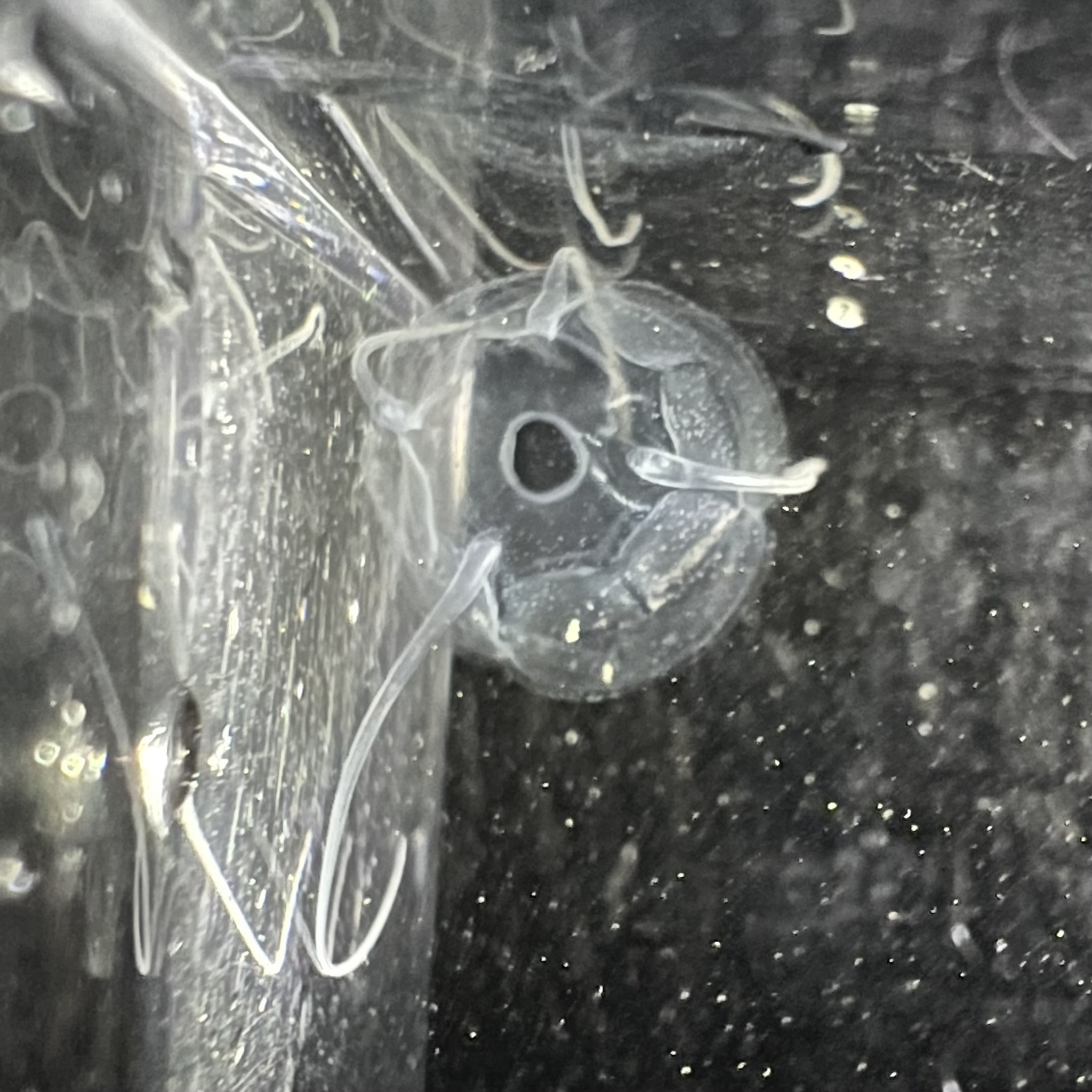 Solmundaegina nematophora Lindsay, 2017