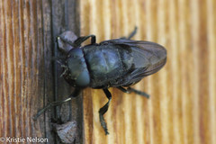 Cuterebra tenebrosa