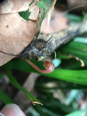 Haplopteris anguste-elongata