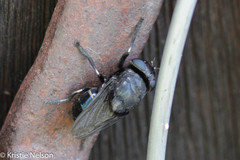 Cuterebra tenebrosa