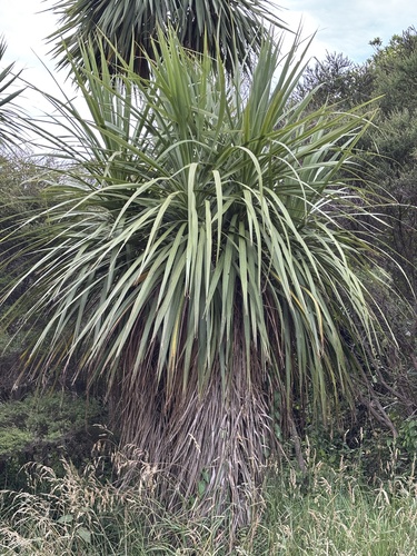 Foto de Dracena chocolate
