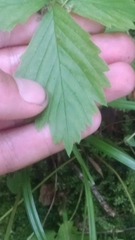 Fragaria vesca americana