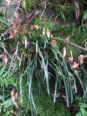 Haplopteris anguste-elongata