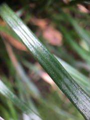 Haplopteris anguste-elongata