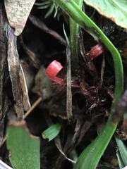 Haplopteris anguste-elongata