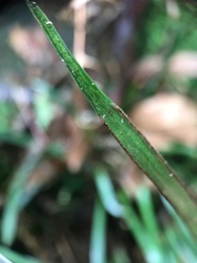 Haplopteris anguste-elongata