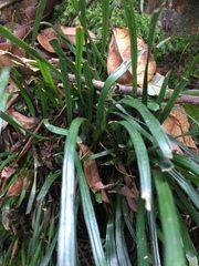 Haplopteris anguste-elongata