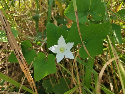 Foto de Tindora
