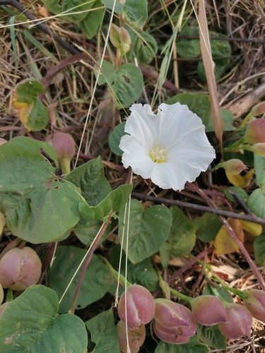 Foto de Batata-de-purga
