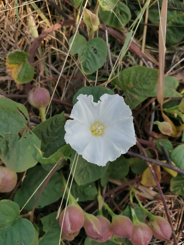 Foto de Batata-de-purga