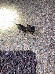 Mastigoproctus tohono