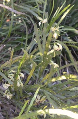 Carmichaelia williamsii