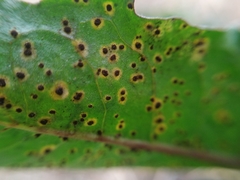 Pucciniaceae
