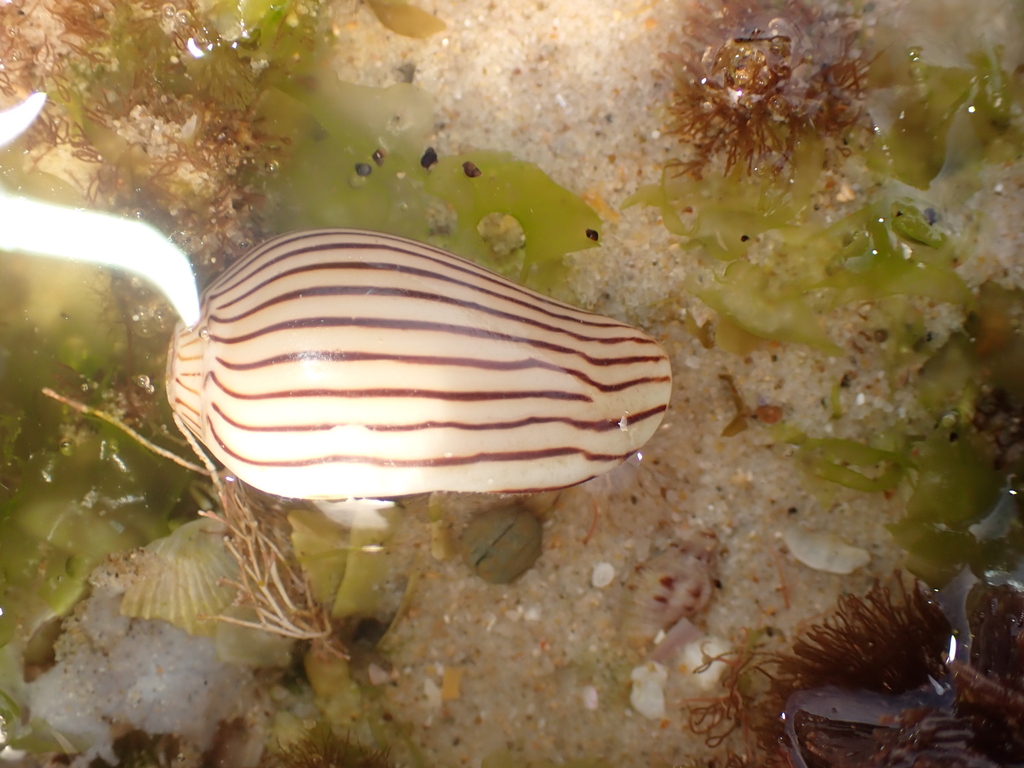 Zebra Volute from Flat Rock Rd, Skennars Head NSW 2478, Australia on ...